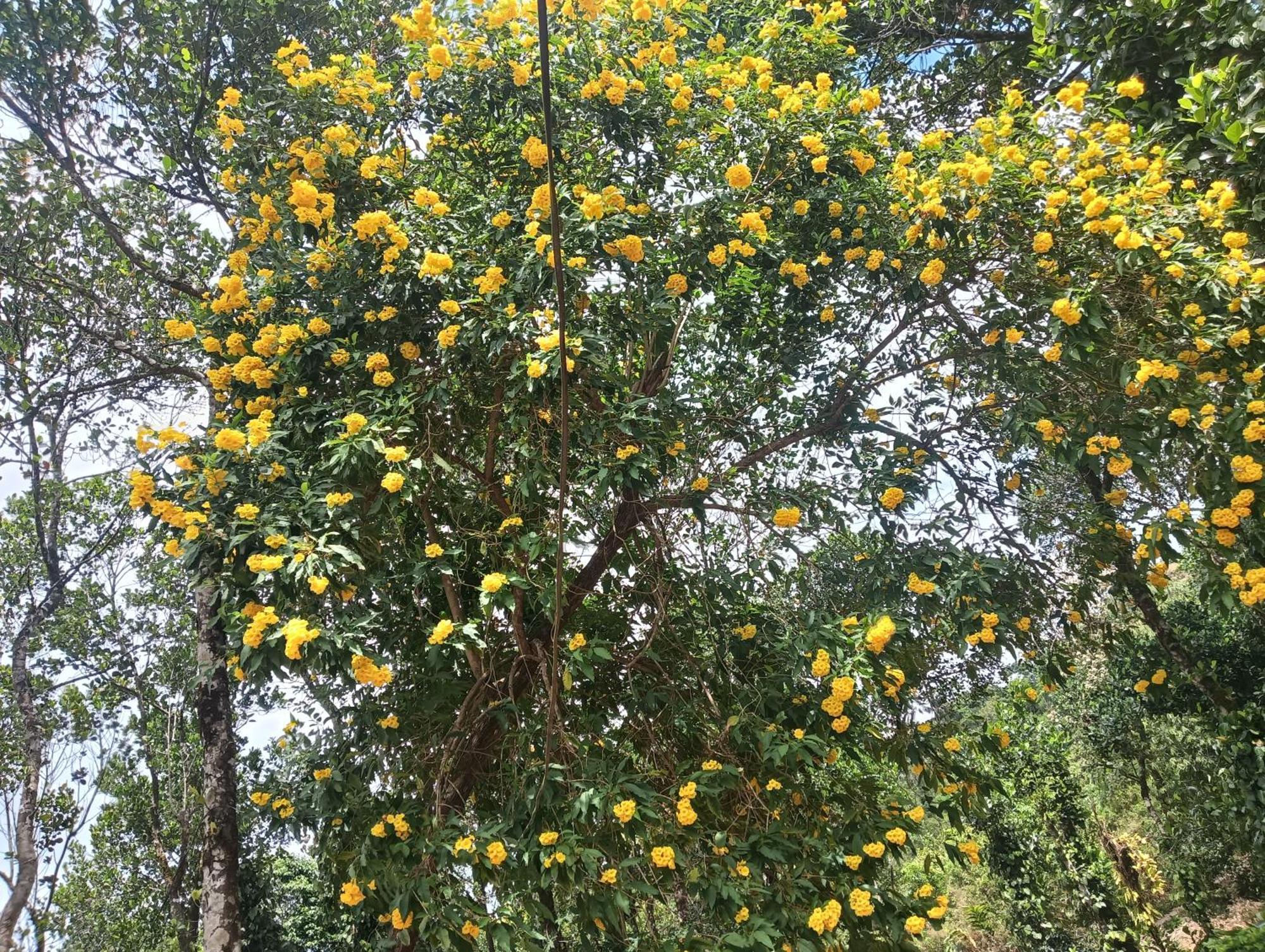 Tharayil Farm Stay Vagamon Quarto foto